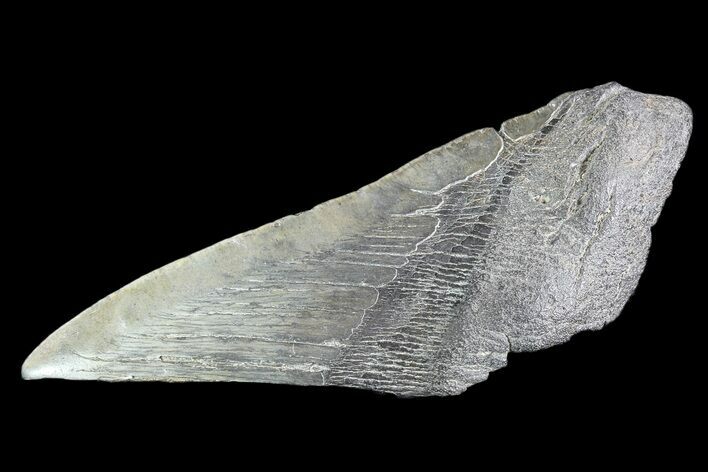 Partial Fossil Megalodon Tooth #89476